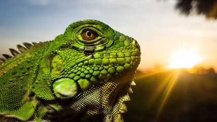 iguana on a tree
