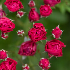 A selective focus macro image of red roses with rose buds and green leaves with dark background
