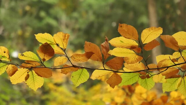 Feuilles mortes
