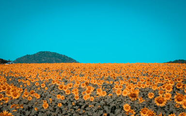 Fototapeta premium Beautiful blooming sunflowers in field farming garden in the summer morning in vintage tone