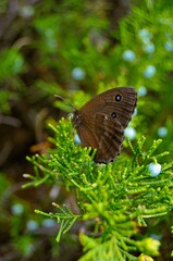 a butterfly sits on a blooming juniper tree