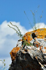 moss grows on a rock