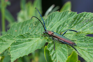Moschusbock (Aromia moschata)