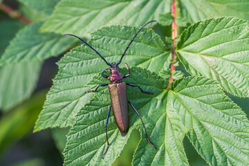 Moschusbock (Aromia moschata)