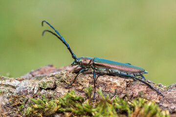 Moschusbock (Aromia moschata)