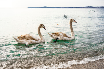 A pair of mute swans perform a courtship ritual in the bright sea water of Mediterranean Sea Cote d'Azur, France