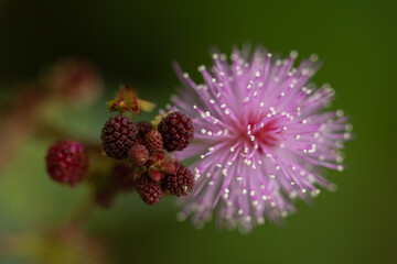 A Macro and shallow depth of field image of a pink touch me not flower