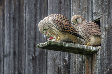Turmfalke (Falco tinnunculus) flügge Jungvögel am Nistkasten