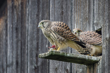 Turmfalke (Falco tinnunculus) flügge Jungvögel am Nistkasten