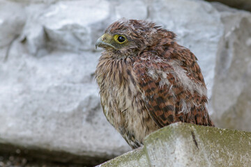 Turmfalke (Falco tinnunculus) flügger Jungvogel