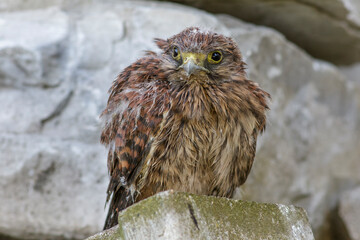 Turmfalke (Falco tinnunculus) flügger Jungvogel