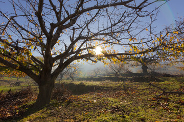 Fototapeta na wymiar cerezos en otoño en el Valle del Jerte