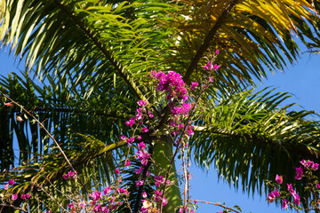 Fototapeta na wymiar Palmeira e flores