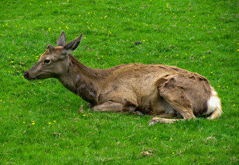 Macho de ciervo europeo joven descansa acostado en la hierba. Cervus elaphus