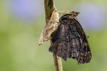 Tagpfauenauge (Inachis Io) frisch geschlüpft © Rolf Müller