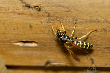 Haus-Feldwespe (Polistes dominula),Gallische Feldwespe