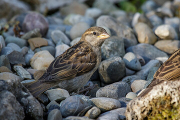 Haussperling (Passer domesticus) Jungvogel