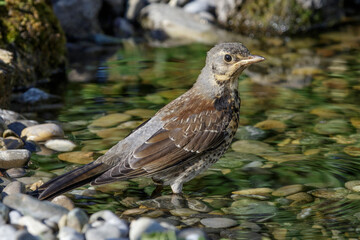 Wacholderdrossel (Turdus pilaris) Jungvogel