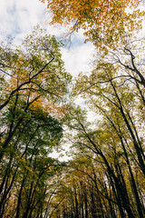 View of a beautiful autumn leaves on the trees in the forest