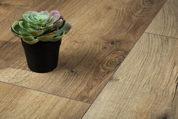 Laminate background. Home flowers on the floor.  Wooden laminate and parquet boards for the floor in interior design.