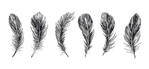 Feathers. Hand drawn sketch style. Vector.	