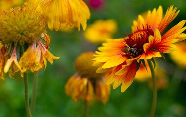 A bee sits on a red flower and collects nectar.