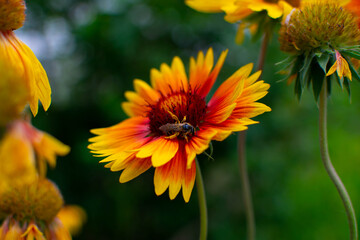 A bee sits on a red flower and collects nectar.