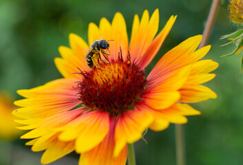 A bee sits on a red flower and collects nectar.