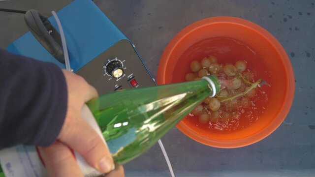 A bunch of grapes in a bowl with water with a round ozonating stone. Tubes leading to oxygen pump and ozone generator