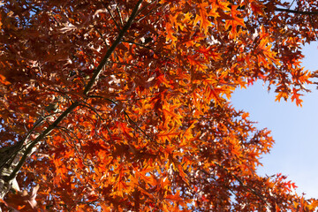 Fototapeta premium autumn leaves on the tree