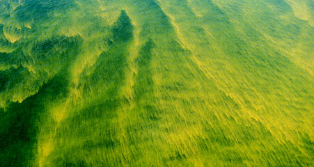 Cyanobacteria blooms in the Baltic Sea during an extreme warm summer