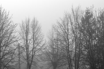 Misty morning in with tree silhouettes with electricity pylon in the park. Bad weather content.
