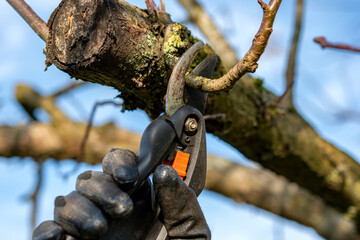 Gardener with black gloves and pruning shears cutting apple tree branch outside in  sunny day.