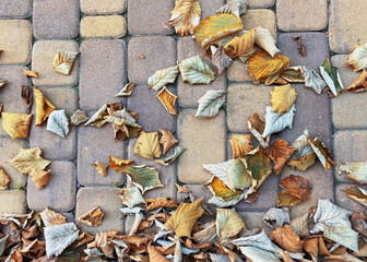 colorful rotten fallen autumn leaves on ocher color paving slabs