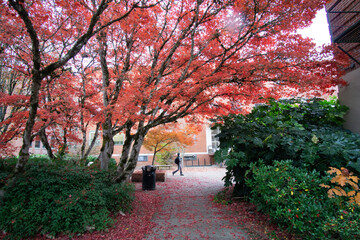 autumn in the park