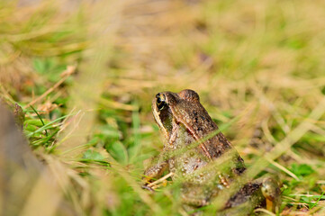 Grenouille rousse