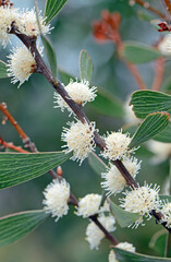Creamy white flowers of the Australian native Finger Hakea, Hakea dactyloides, family Proteaceae. Endemic to NSW with small populations in southeast Queensland. Spring and summer flowering
