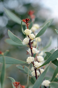 Creamy white flowers of the Australian native Finger Hakea, Hakea dactyloides, family Proteaceae. Endemic to NSW with small populations in southeast Queensland. Spring and summer flowering