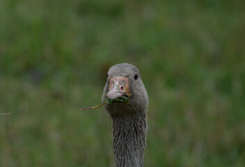 A single Greylag goose facing the camera, with a blurred green background