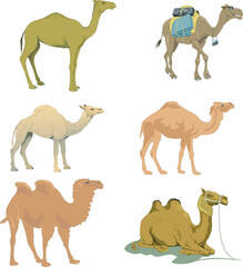 Vector illustrations set of camels