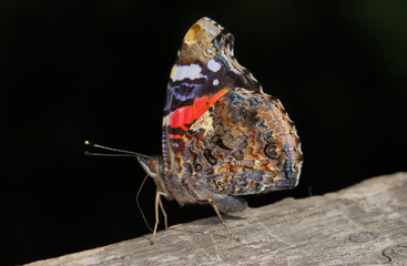 Macro Of A Red Admiral Butterfly, Vanessa atalanta Resting On A Wood Fence With Wings Raised Showing The Detail And Colour, Color Of The Underwings Isolated Against A Black Background, England, UK