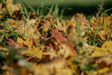 autumn leaves on the ground