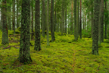 Beautiful pine and fir forest with moss on the forest floor