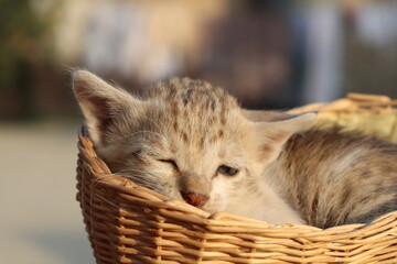 Fototapeta na wymiar little kitten in basket