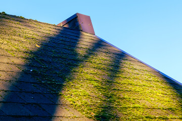 Green moss growing on a roof tiles.