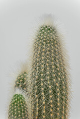 A close up of a cactus light background, nordic decoration