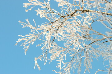 branches of a tree in winter