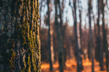Closeup of the bark of a tree with green moss on it. Worm sunset lights. Copy space