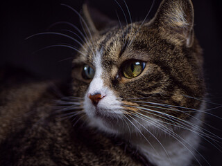 The striped cat watches the movements