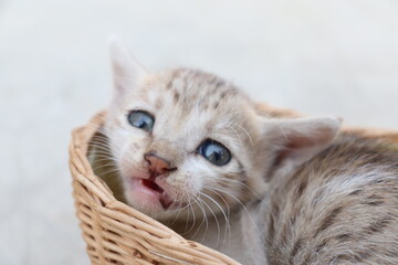 little kitten in basket